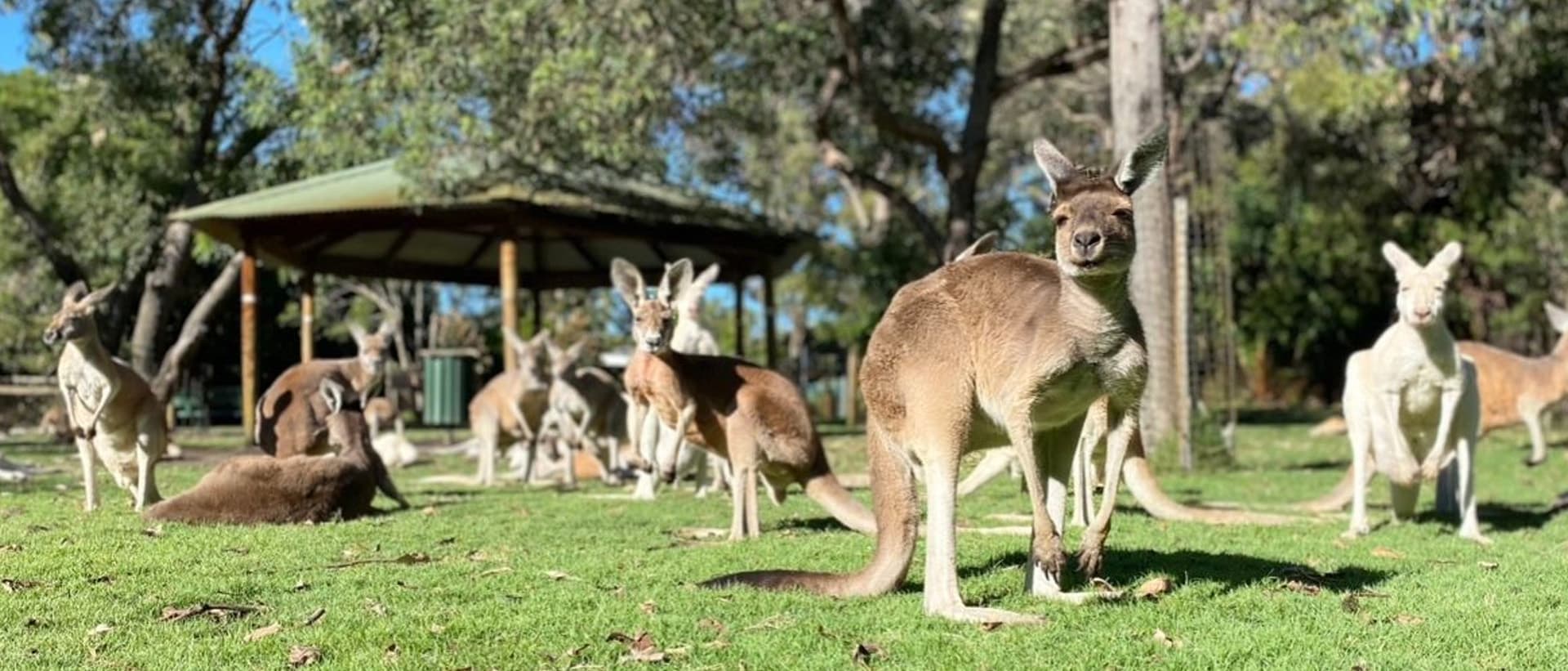 Caversham Wildlife Park