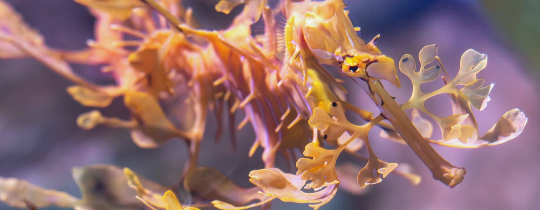 The Aquarium of Western Australia